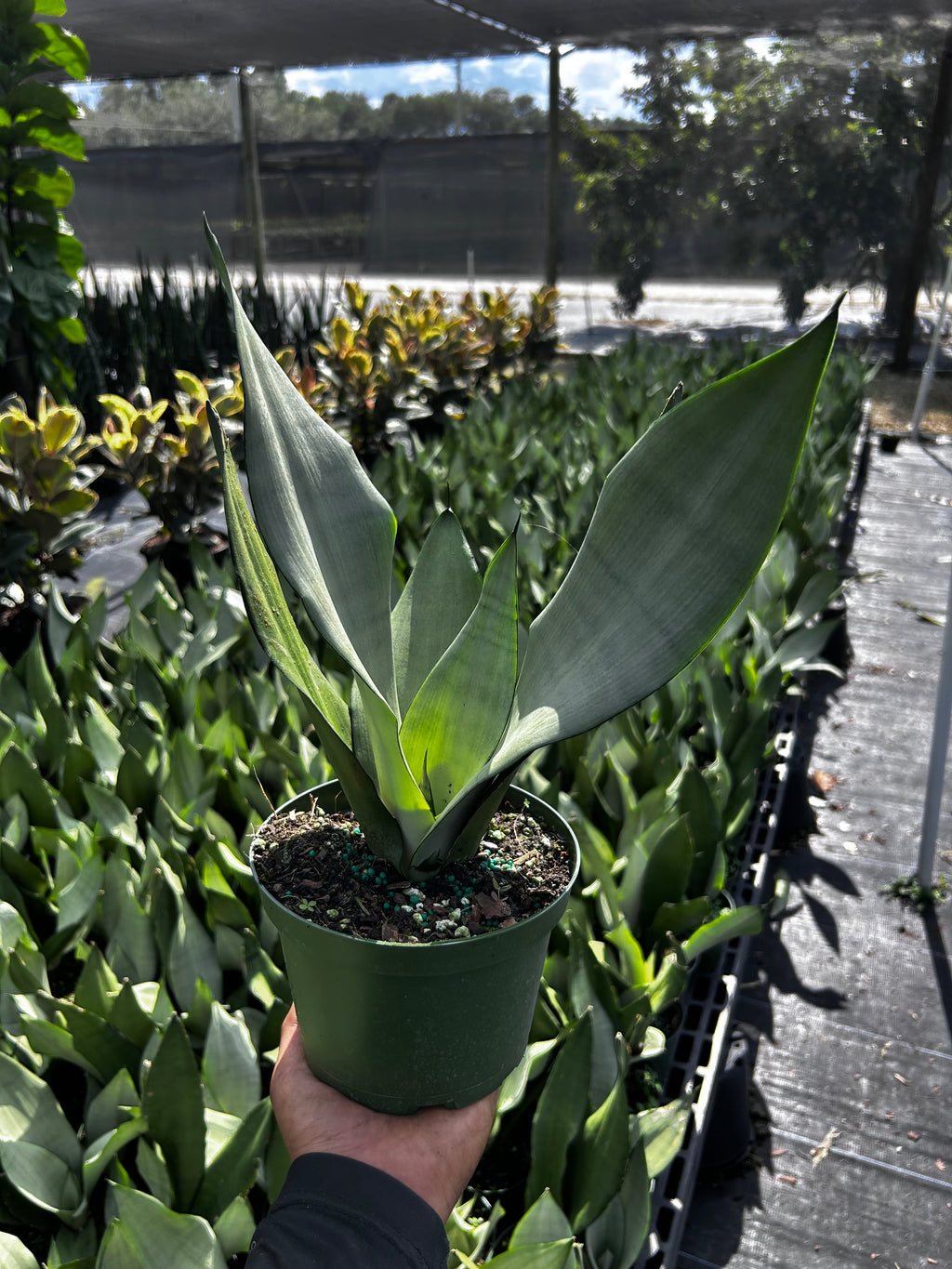 Sansevieria ‘Moonshine’
