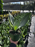 Sansevieria ‘Moonshine’