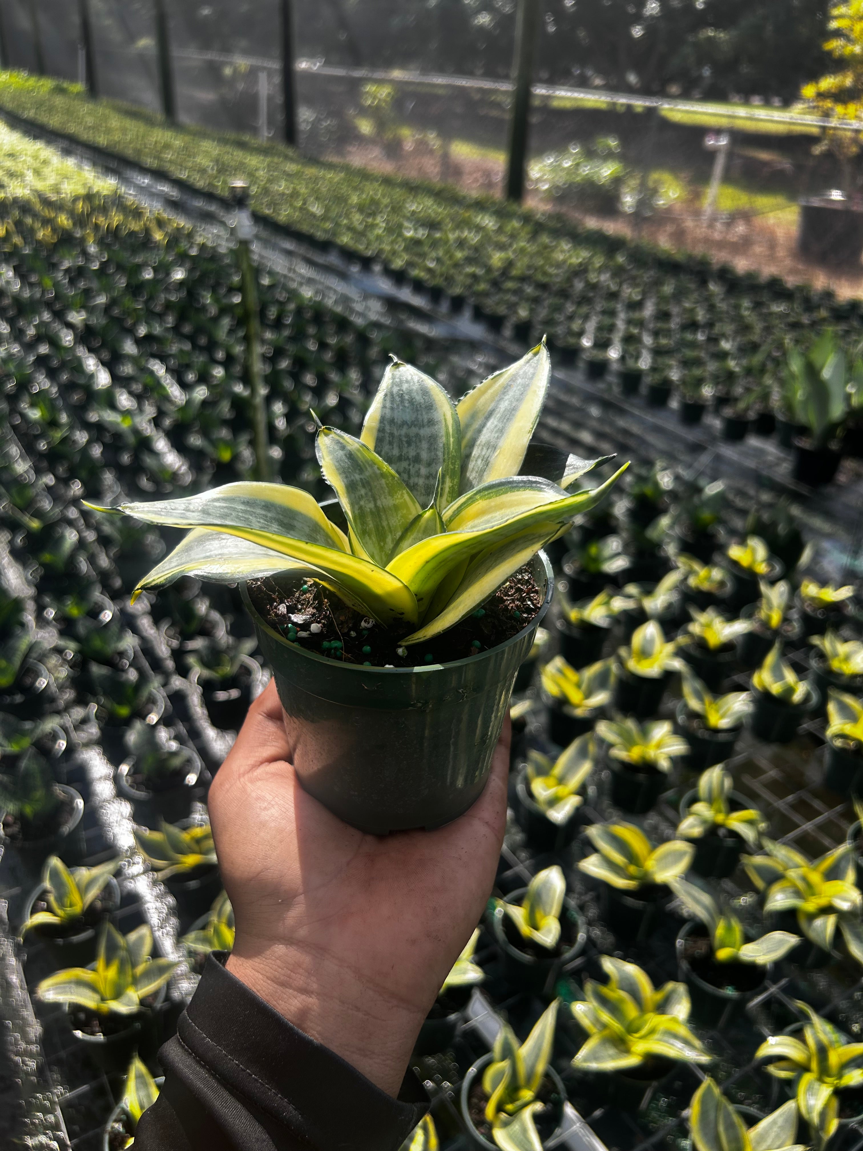 Golden Hahnii Dwarf Snake Plant