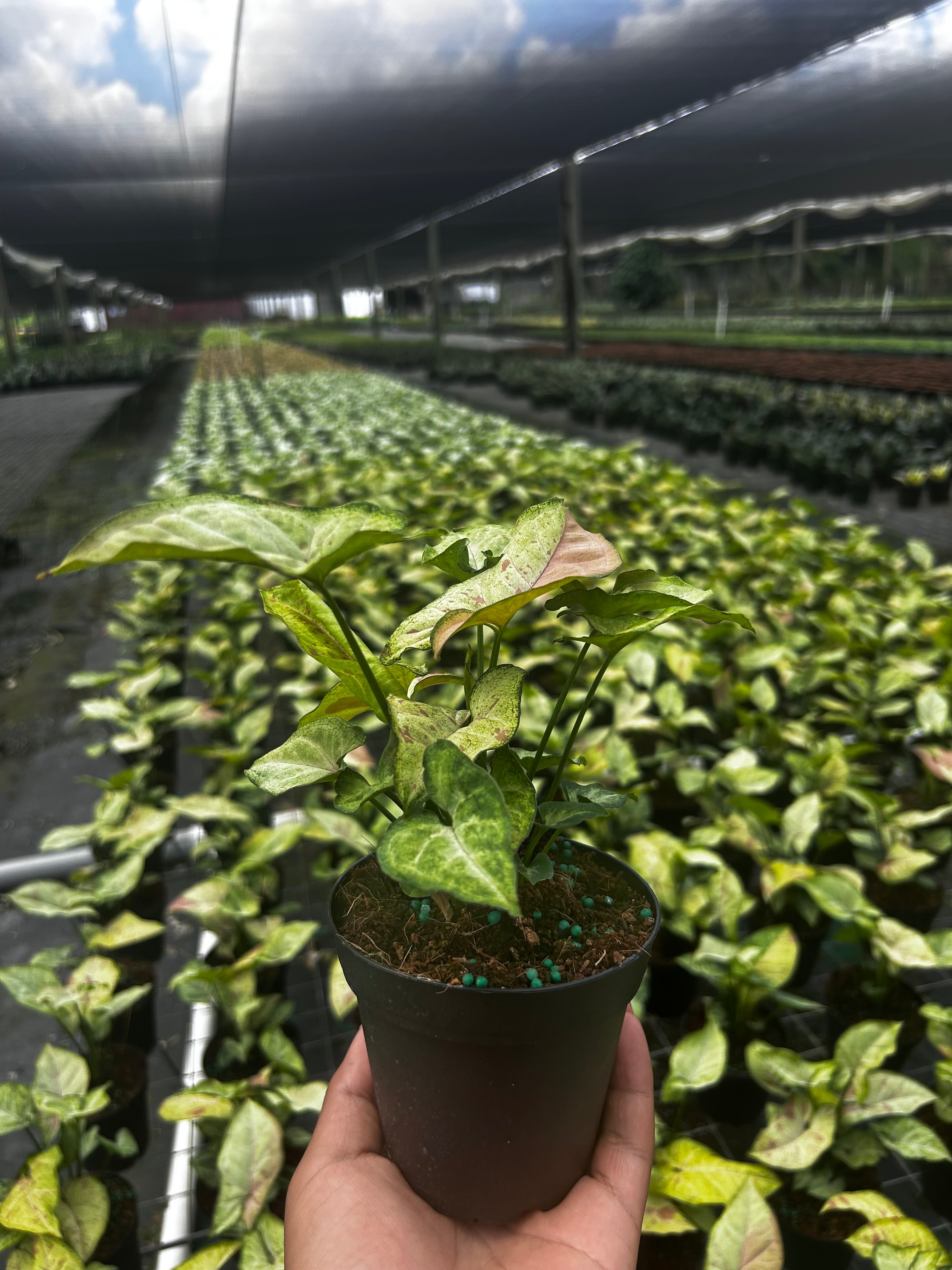 Syngonium Neon Robusta
