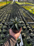 Agave ‘Kissho Kan’