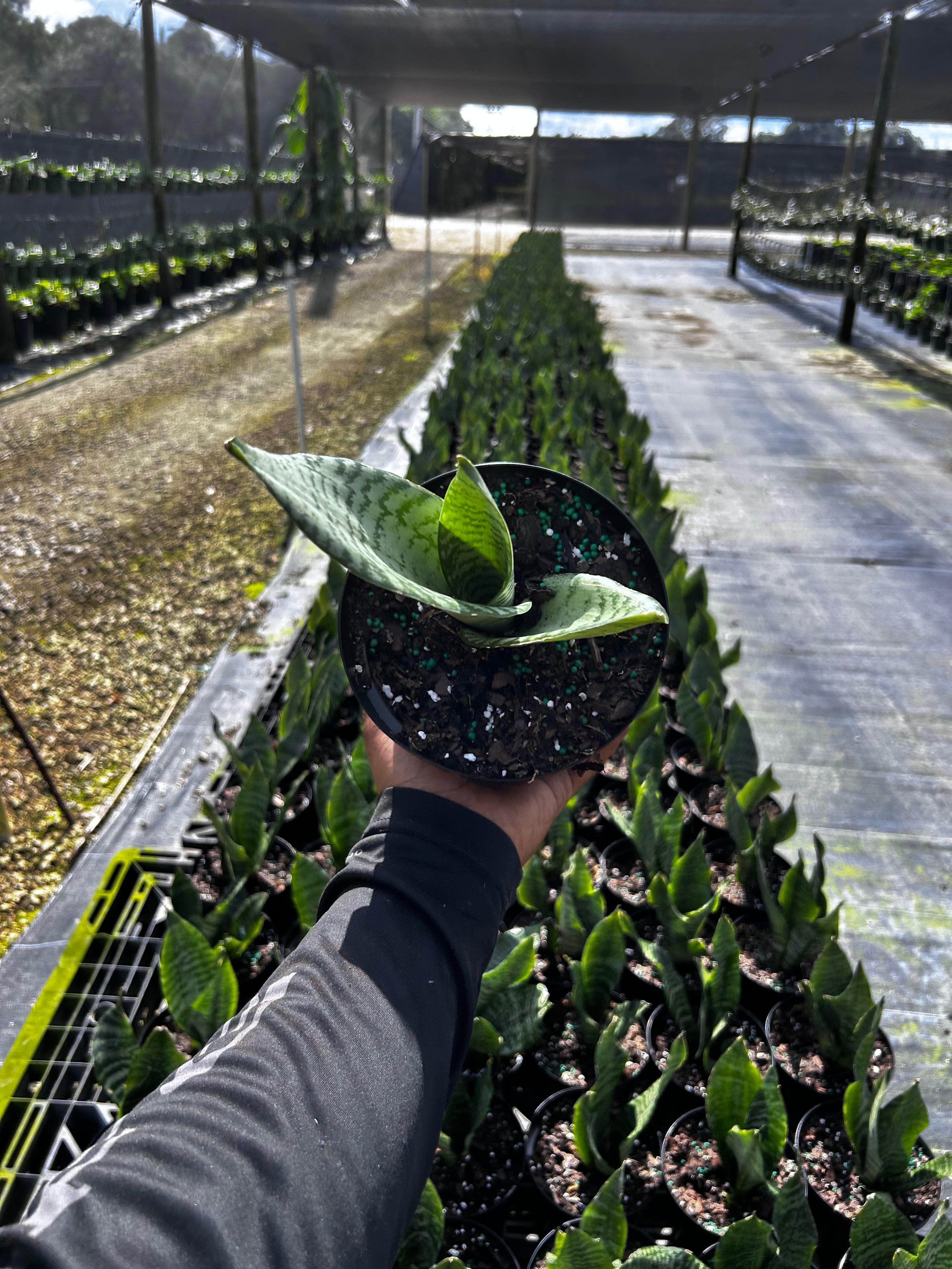 Sansevieria zeylanica