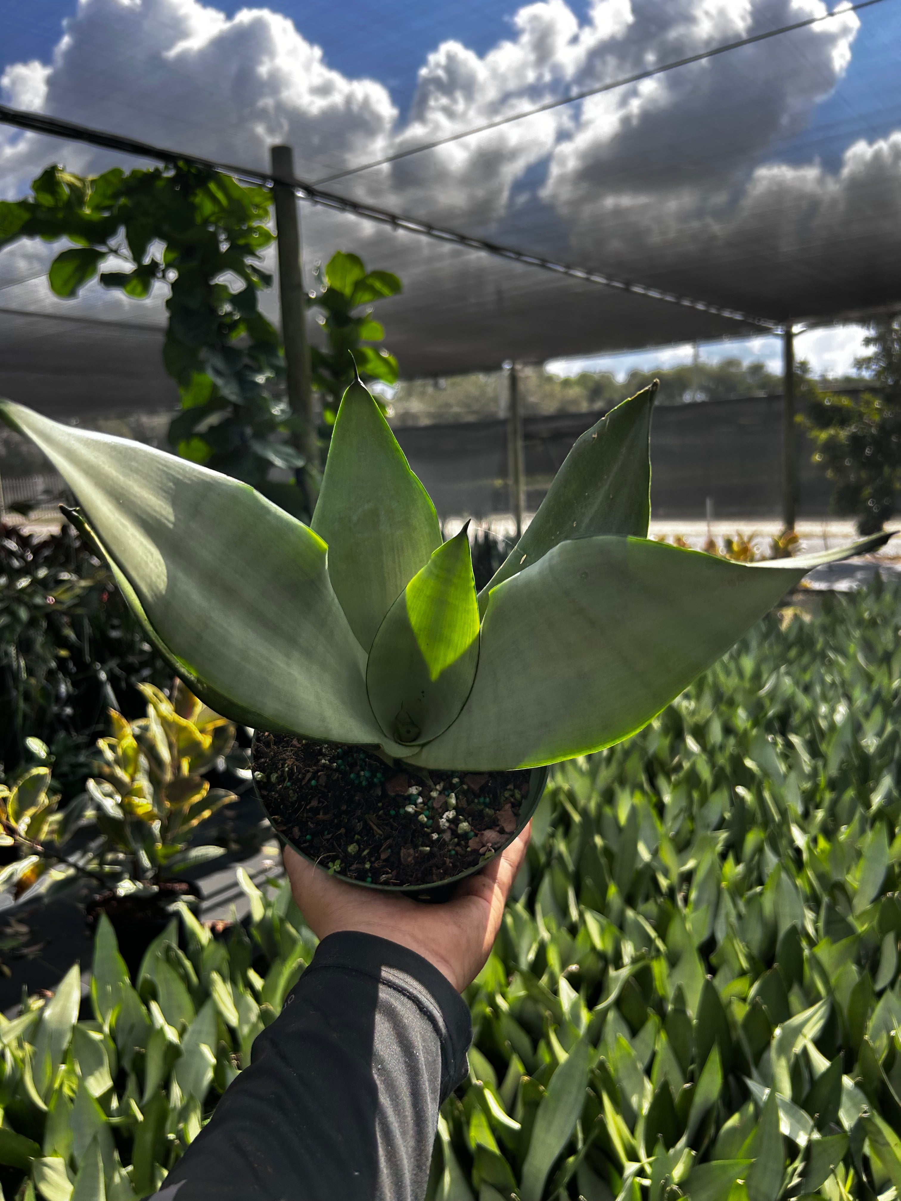 Sansevieria ‘Moonshine’