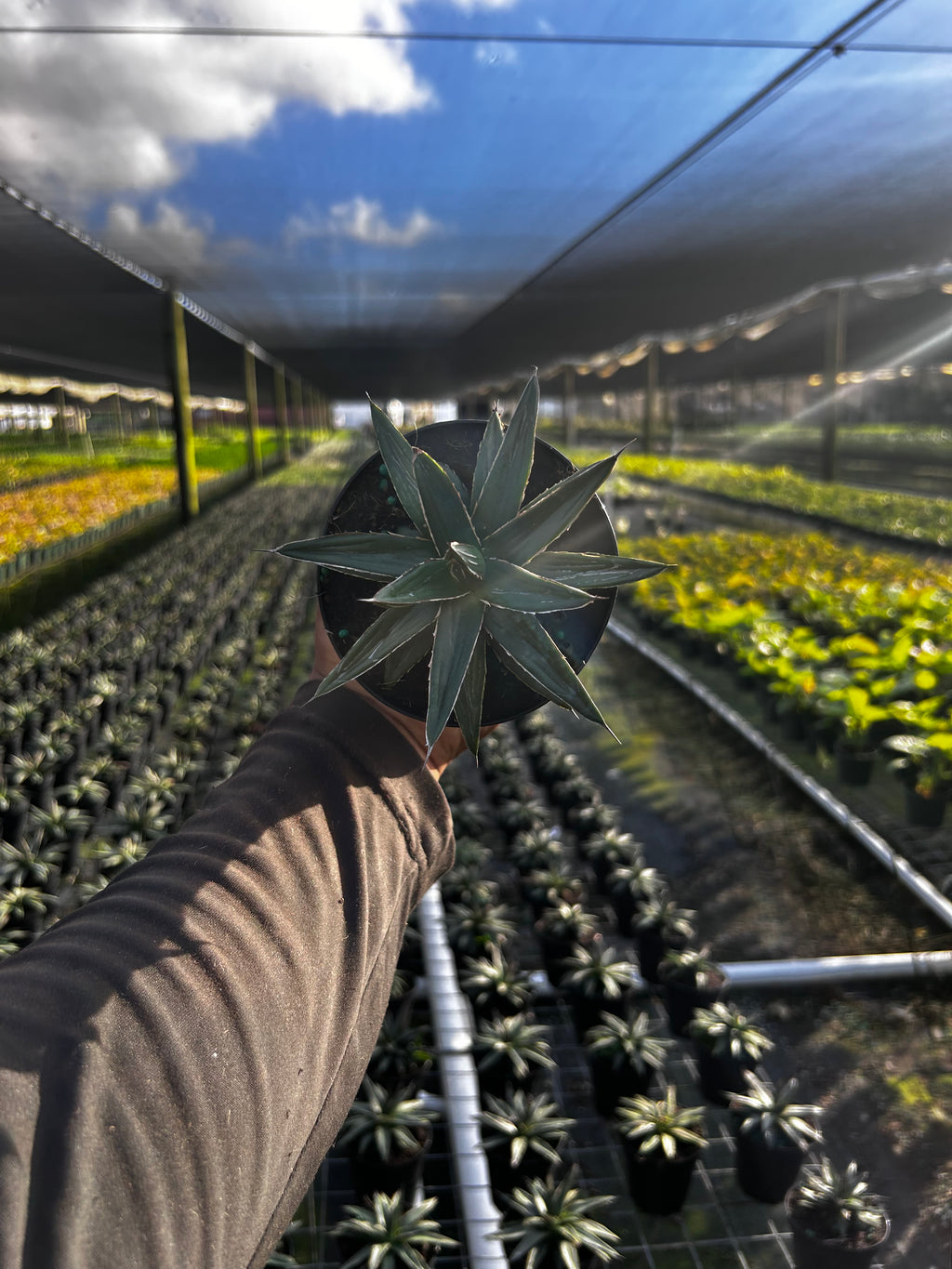 Agave ‘Kissho Kan’