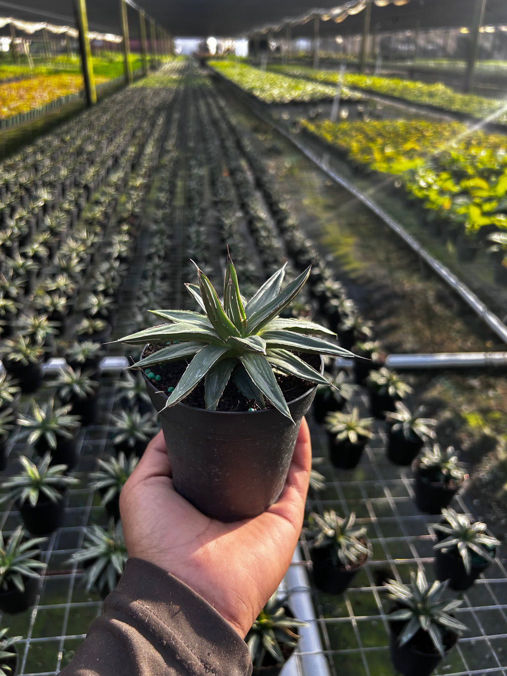 Agave ‘Kissho Kan’