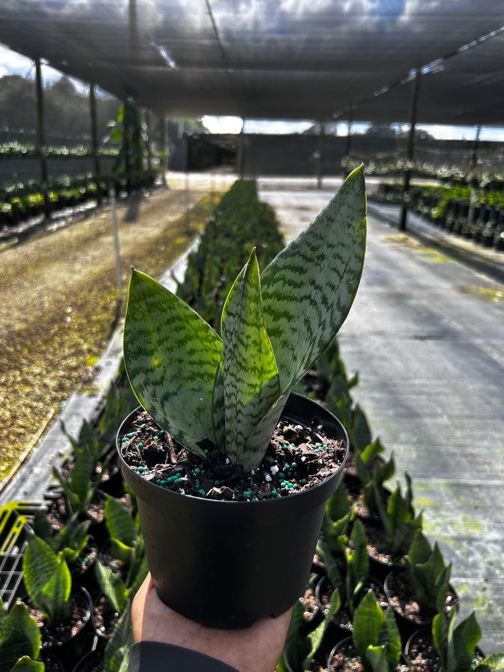 Sansevieria zeylanica