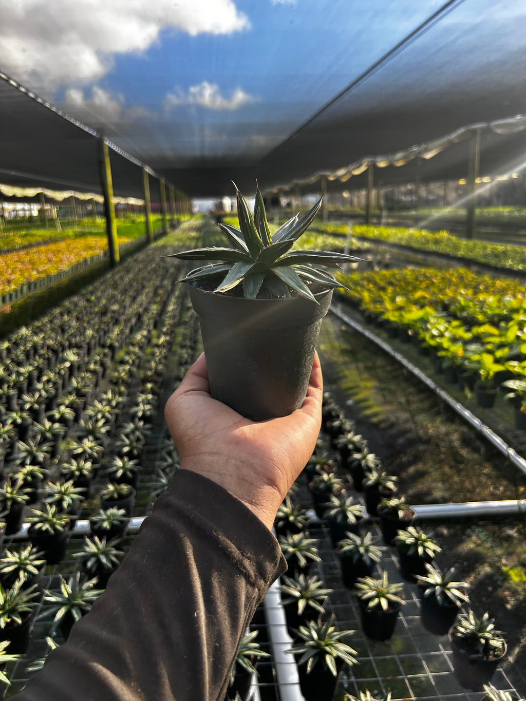 Agave ‘Kissho Kan’