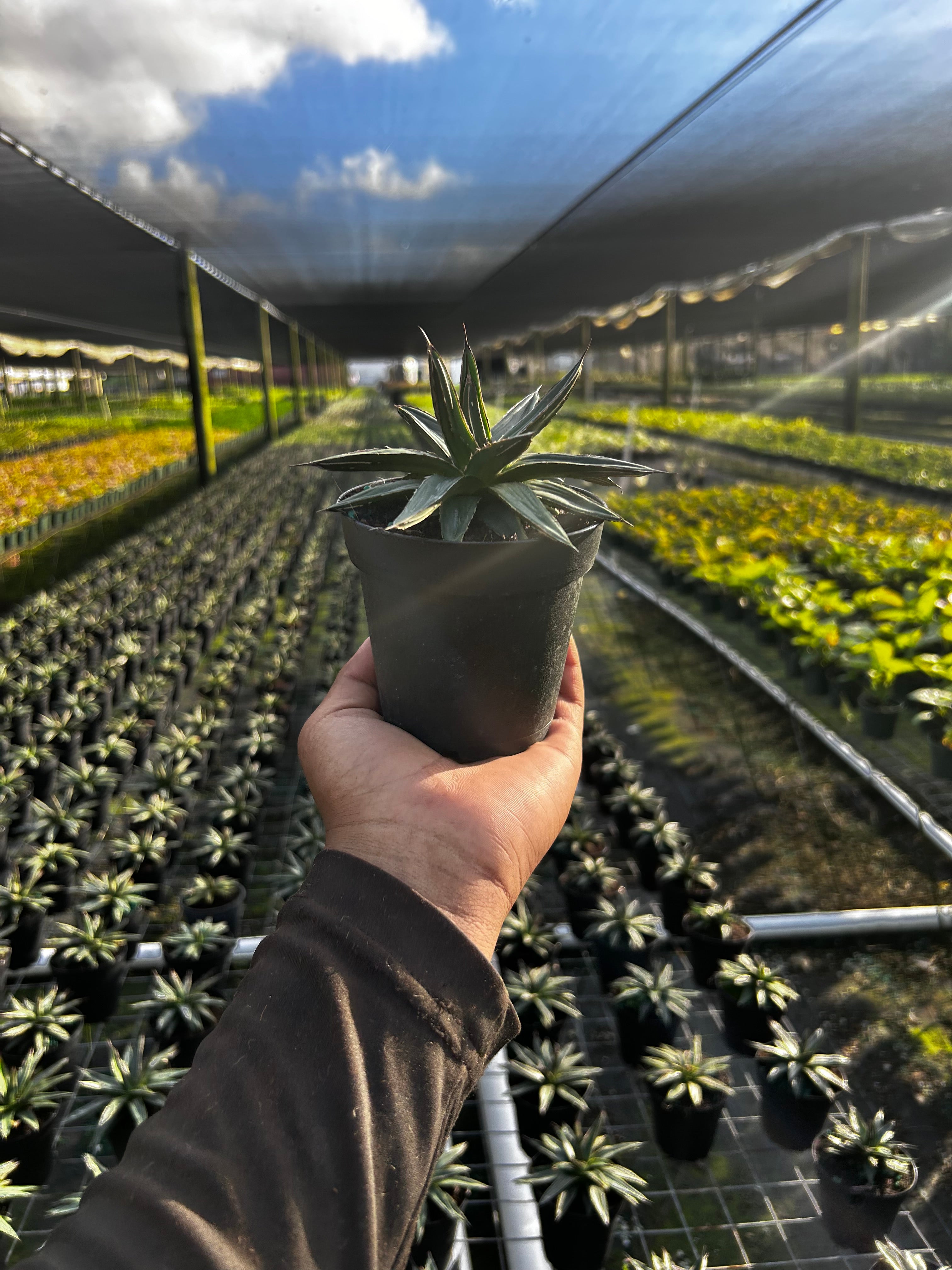 Agave ‘Kissho Kan’