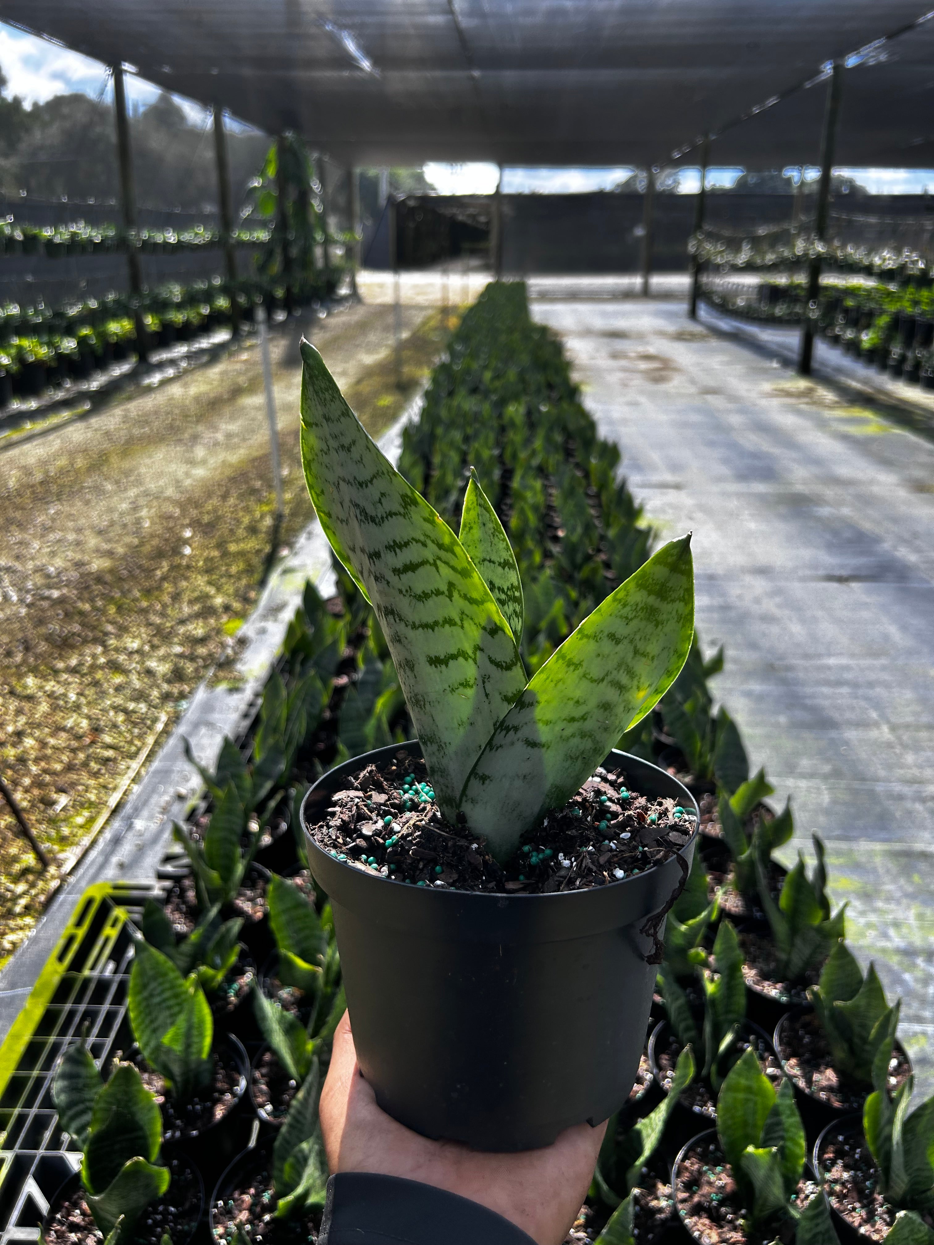 Sansevieria zeylanica