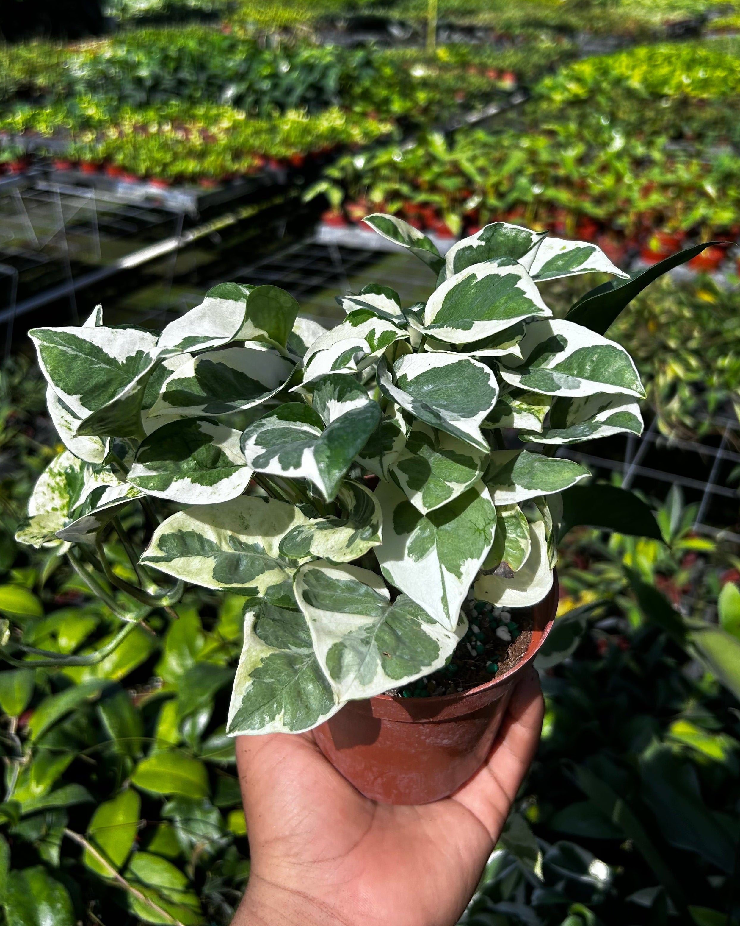 Variegated green and white leafed plant held by a hand with a blurred garden background