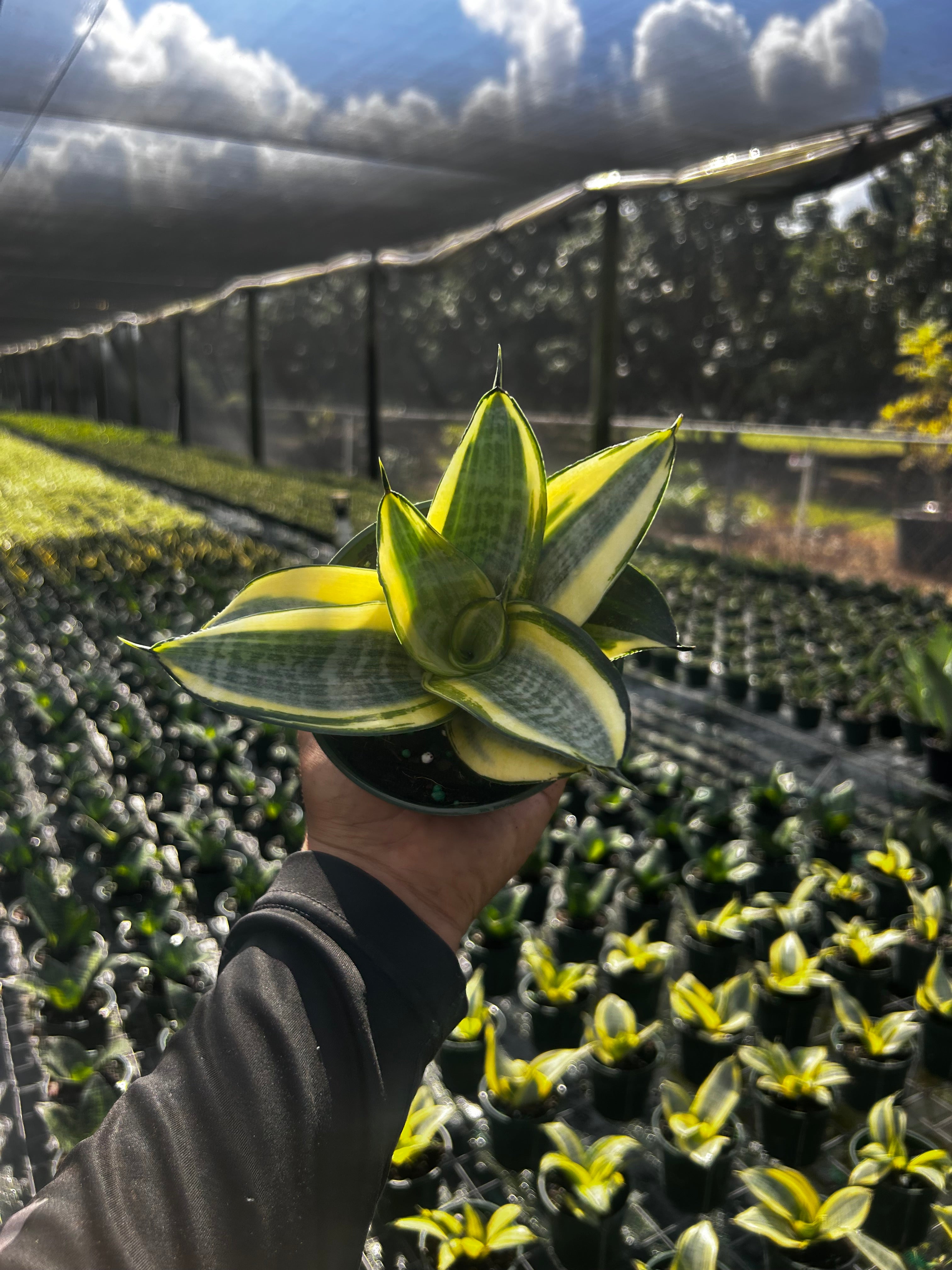 Golden Hahnii Dwarf Snake Plant