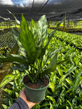 Aglaonema Sliver Bay