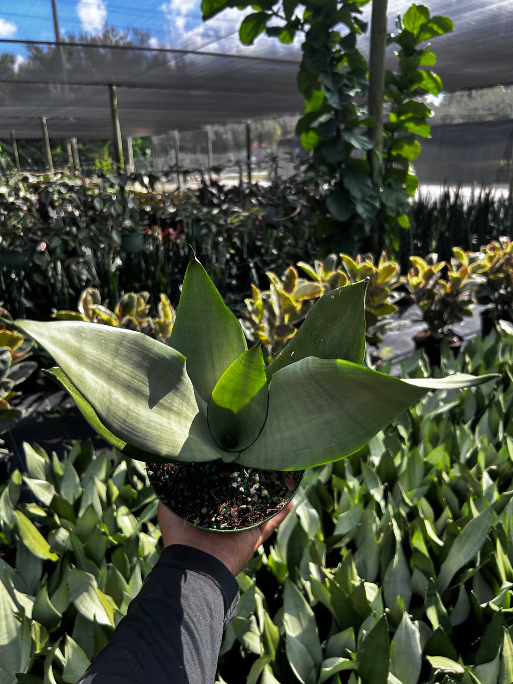 Sansevieria ‘Moonshine’