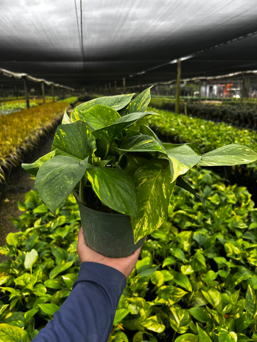 Golden Pothos