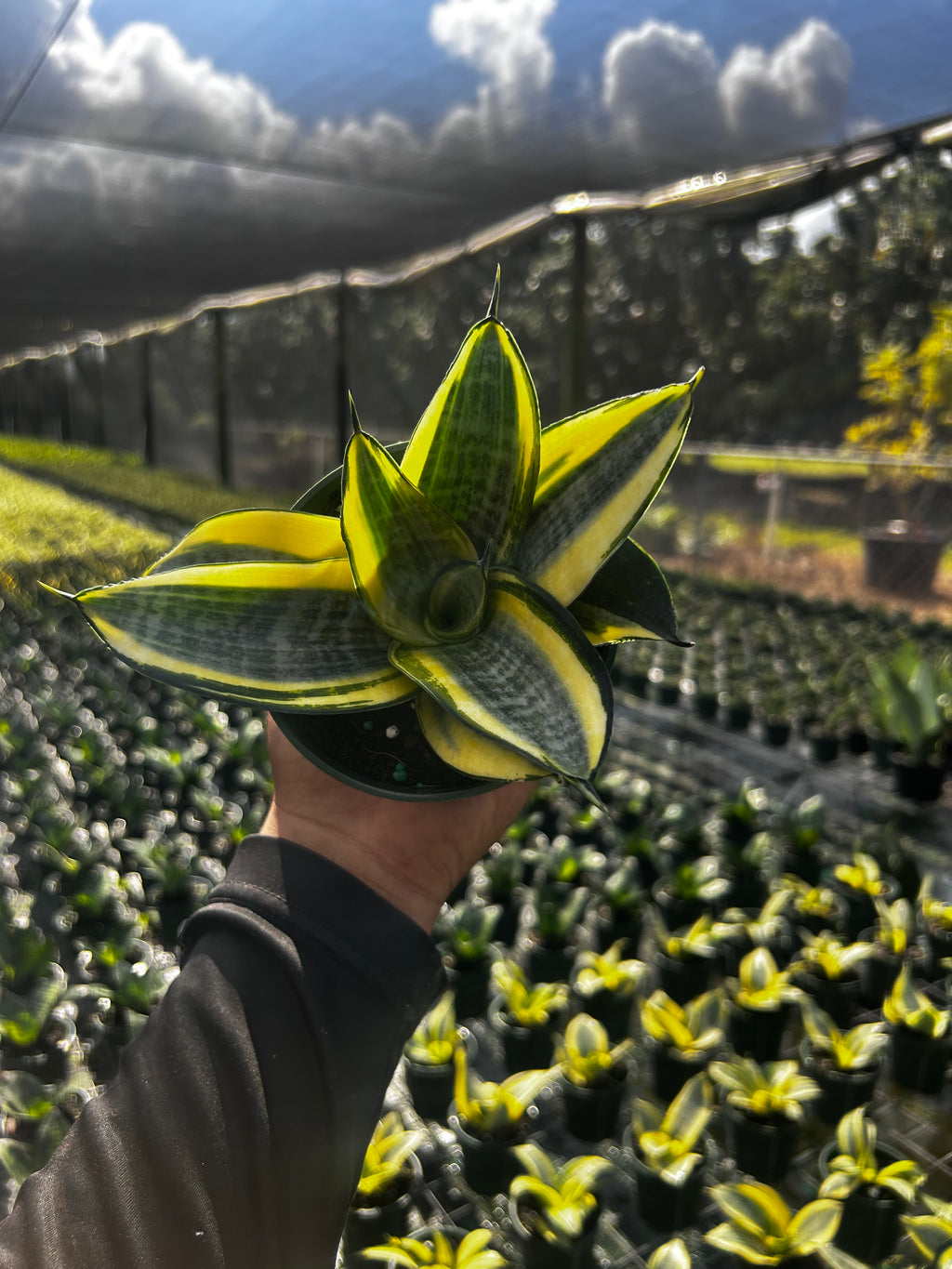 Golden Hahnii Dwarf Snake Plant
