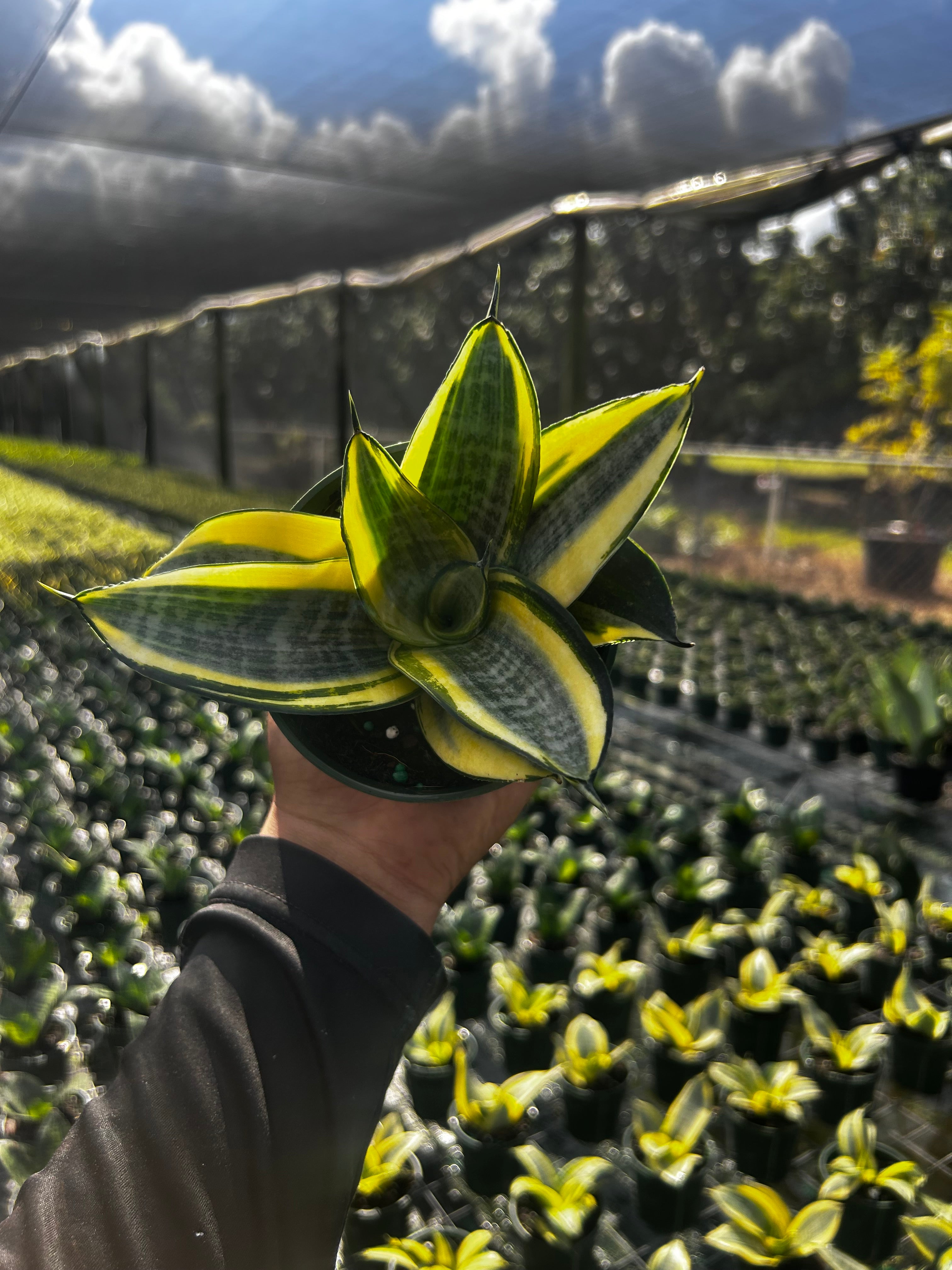 Golden Hahnii Dwarf Snake Plant